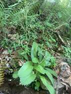 Image of Lettuce-Leaf Pseudosaxifrage