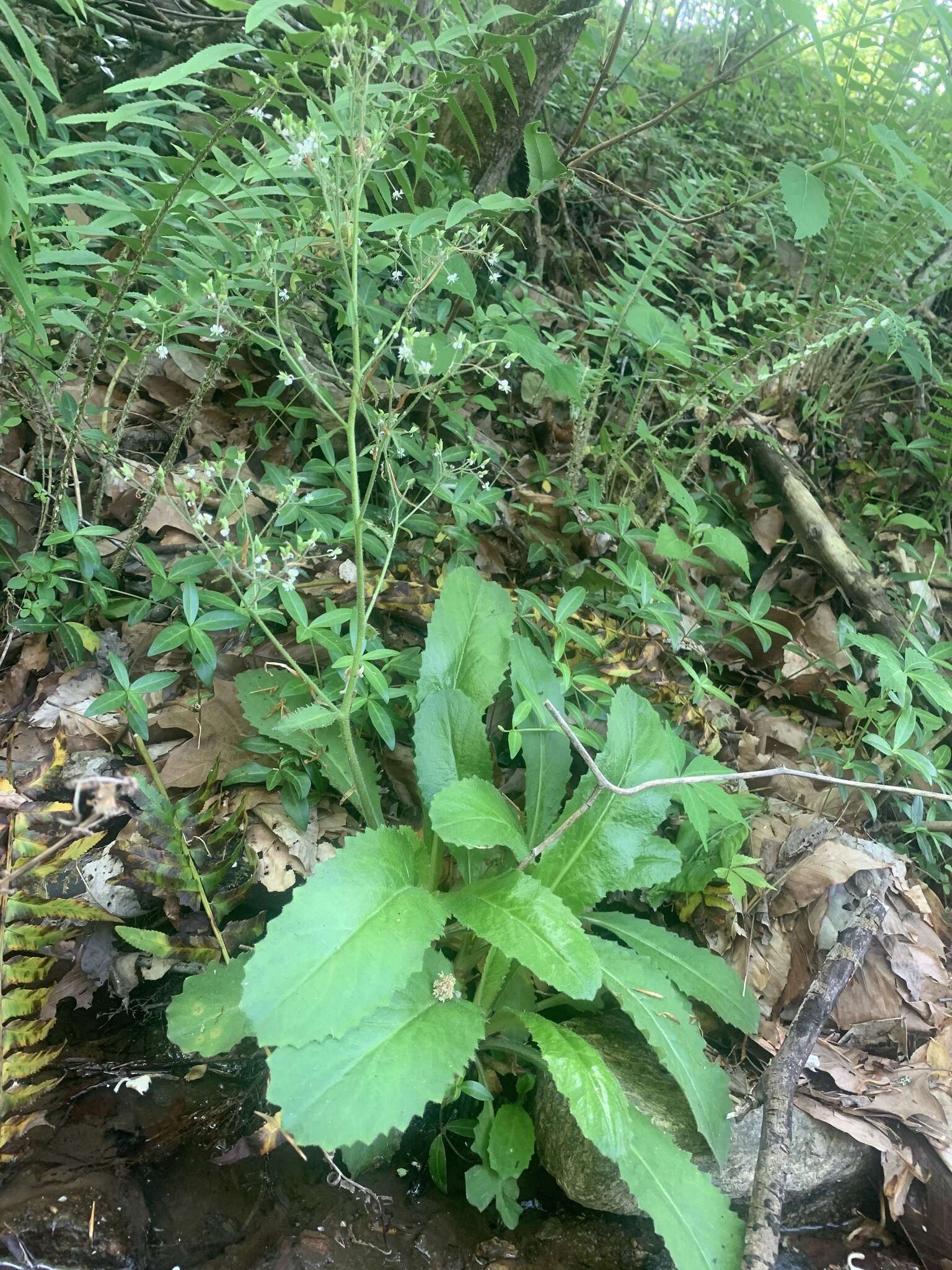 Image of Lettuce-Leaf Pseudosaxifrage