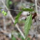 Imagem de Hebecarpa costaricensis (Chodat) J. R. Abbott & J. F. B. Pastore