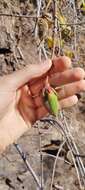 Imagem de Cochlospermum regium (Mart. & Schr.) Pilger