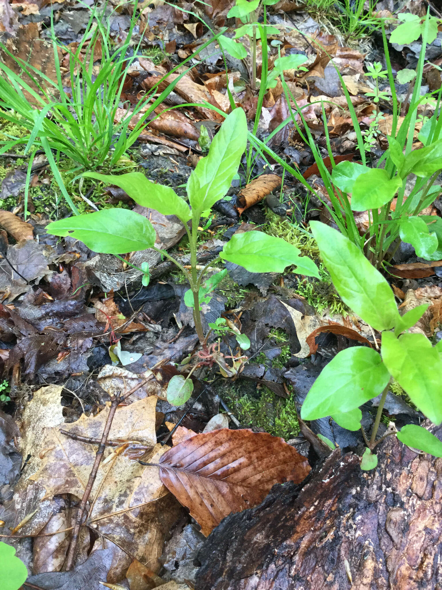 Imagem de Lysimachia ciliata L.