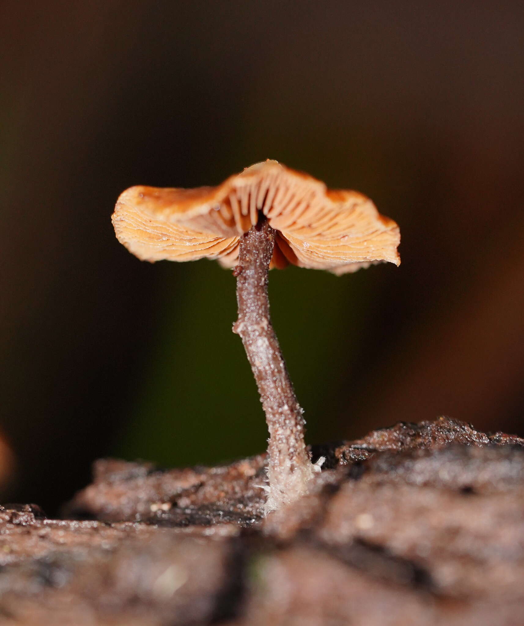 Imagem de Kuehneromyces brunneoalbescens (Y. S. Chang & A. K. Mills) J. A. Cooper 2014