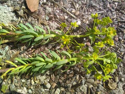 Image of Euphorbia segetalis var. segetalis