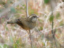 Image of Pink-browed Rosefinch