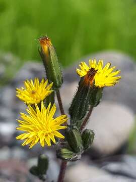 Image of Crepis multicaulis Ledeb.