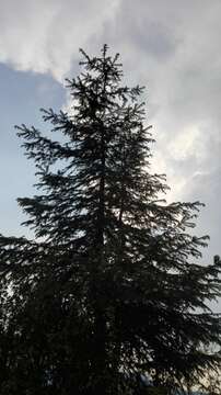 Image of Oyamel Fir