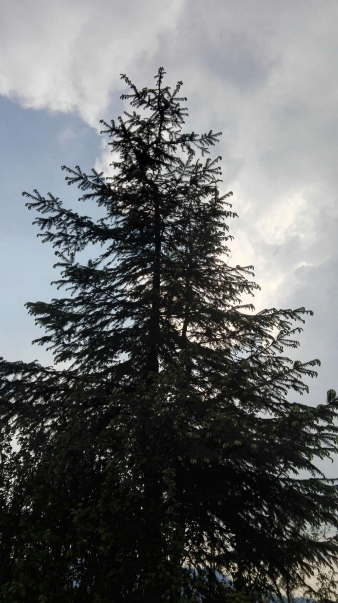 Image of Oyamel Fir