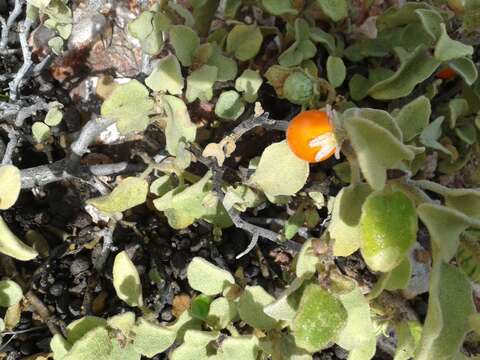 Image of Solanum tomentosum var. coccineum (Jacq.) Willd.