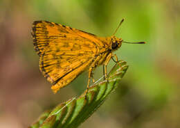 Image of Bush Hopper