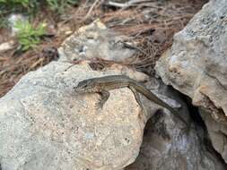 Image of Lilford's Wall Lizard