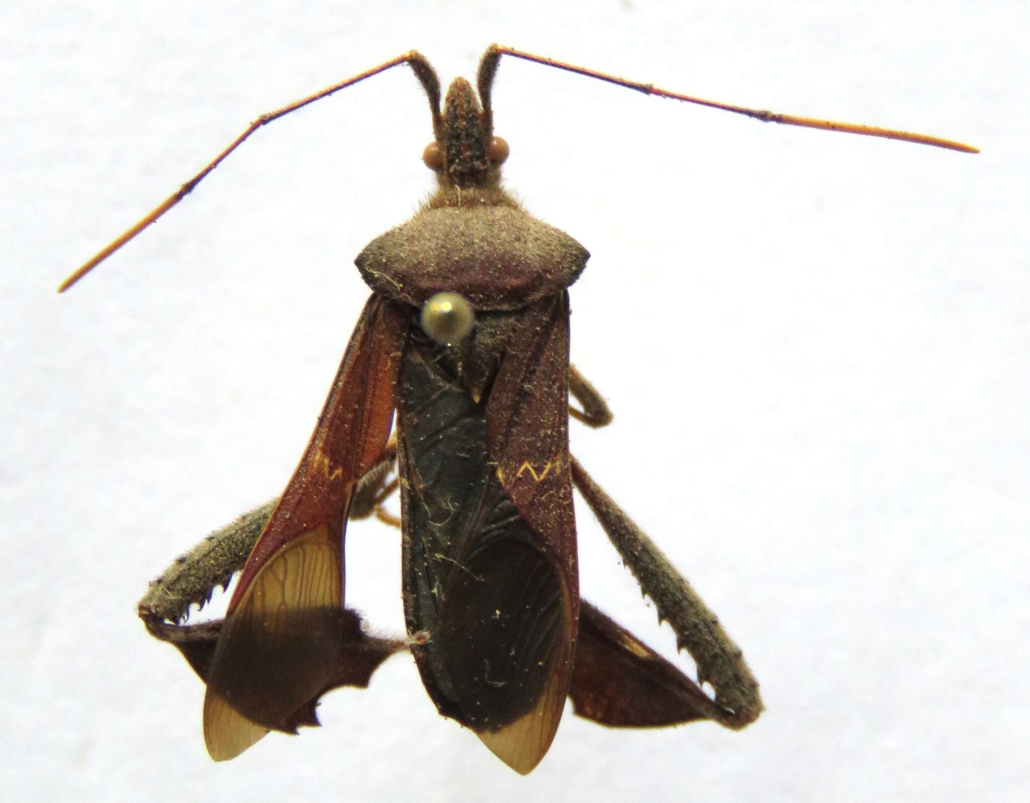 Image of Leptoglossus concolor (Walker & F. 1871)