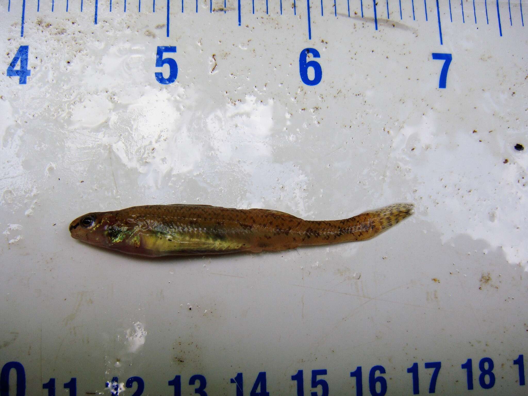 صورة Etheostoma chlorosomum (Hay 1881)