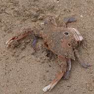 Image of blood-spotted swimming crab