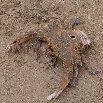 Image of blood-spotted swimming crab