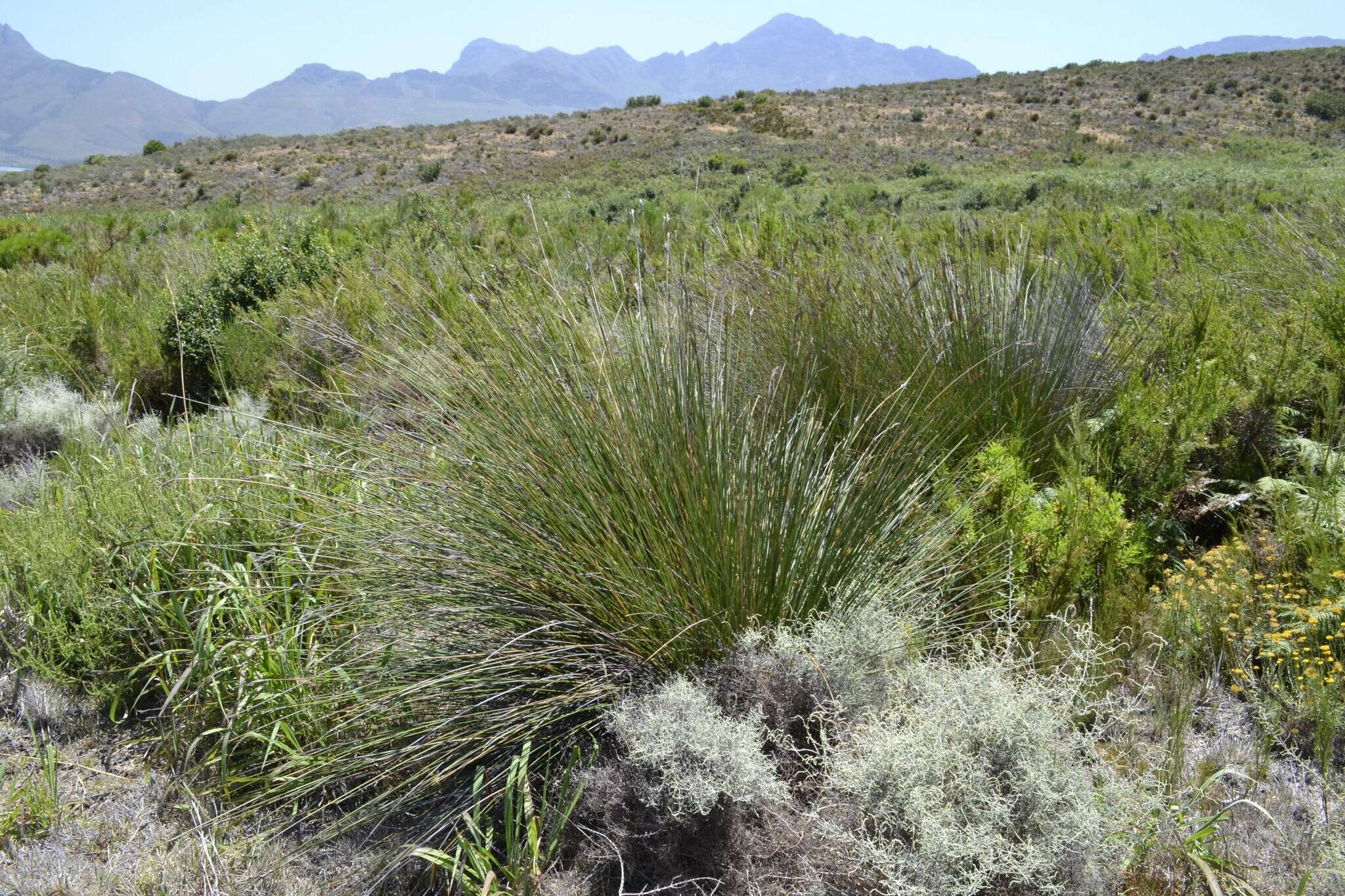 Image of Neesenbeckia punctoria (Vahl) Levyns