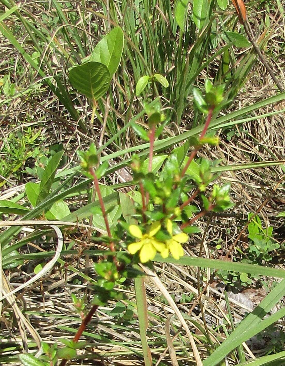 Image of Cuphea flava Spreng.