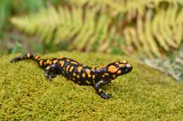 Image of Corsican Fire Salamander