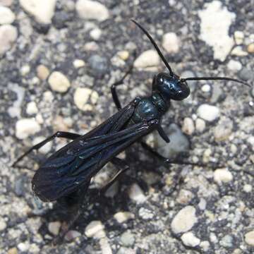 Image of Blue Mud Wasps