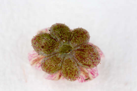 Image of thick-leaf stonecrop