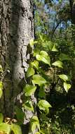 Image de Smilax californica (A. DC.) A. Gray