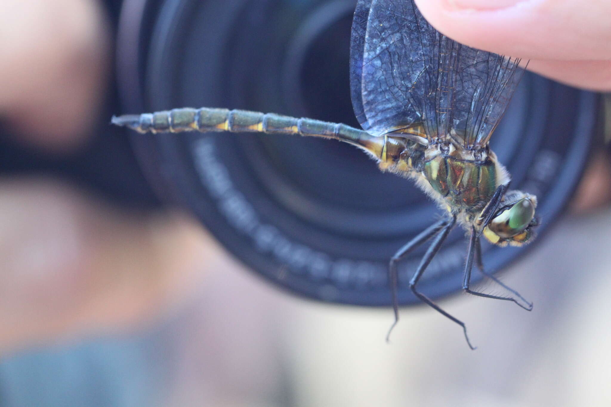 صورة Somatochlora flavomaculata (Vander Linden 1825)