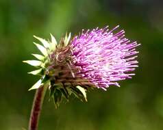 Imagem de Cirsium andersonii (A. Gray) Petr.