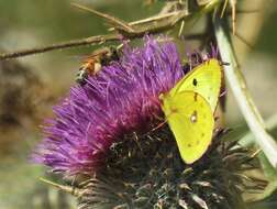 Image of bergers clouded yellow