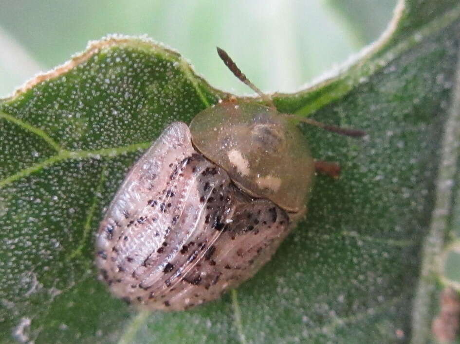 Image de Cassida (Cassida) nebulosa Linnaeus 1758