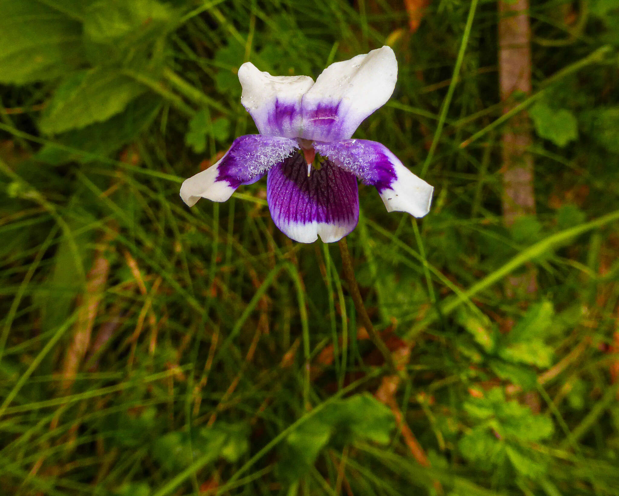 Image of Viola eminens K. R. Thiele & Prober