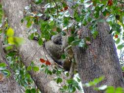 Image of Bemaraha Woolly Lemur