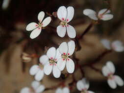 Image de Stylidium kalbarriense A. Lowrie L K. F. Kenneally