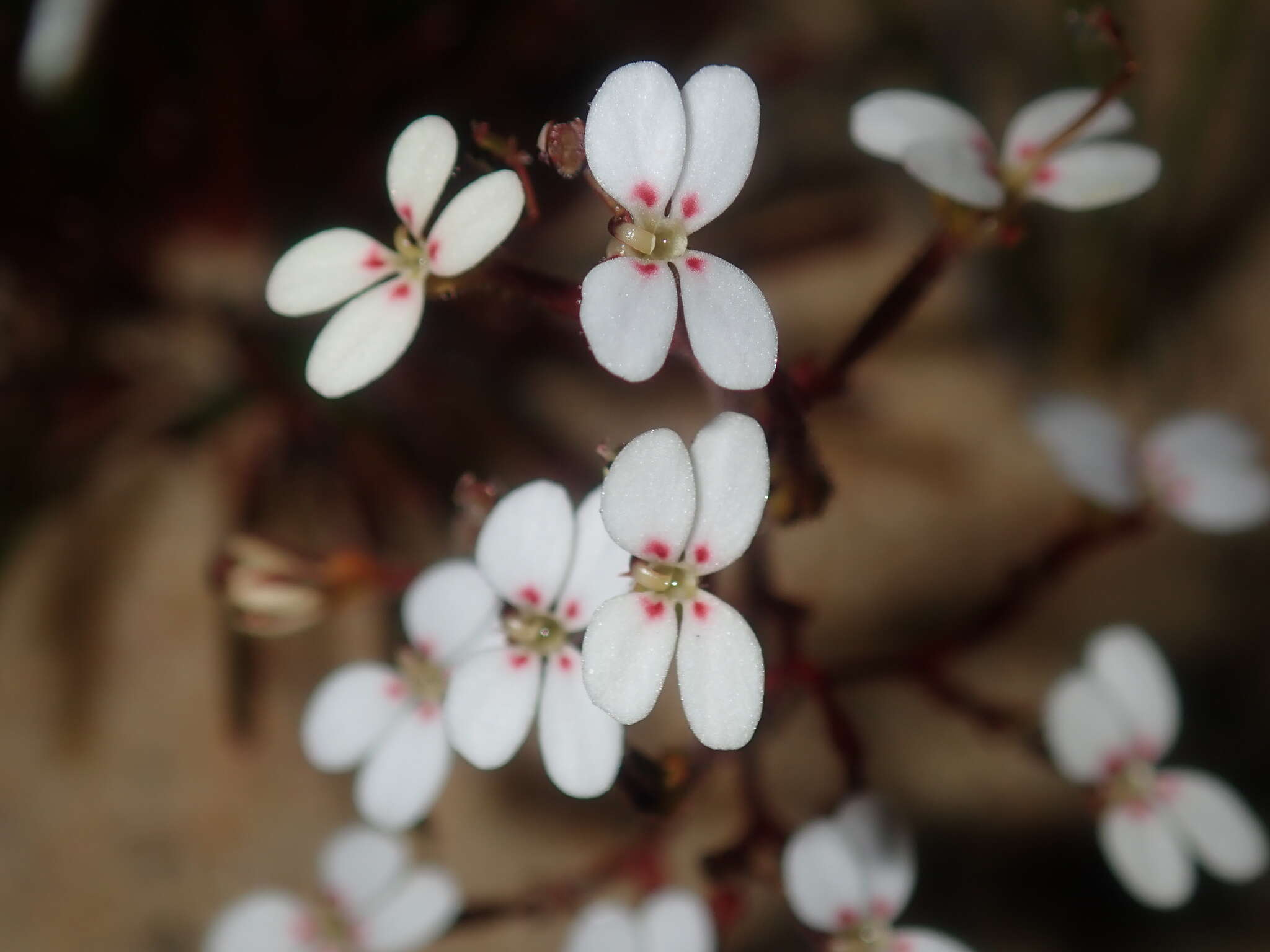 Image of Stylidium kalbarriense A. Lowrie L K. F. Kenneally