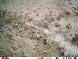 Image of Pallas’s cat