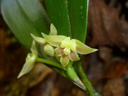 Слика од Scaphyglottis lindeniana (A. Rich. & Galeotti) L. O. Williams