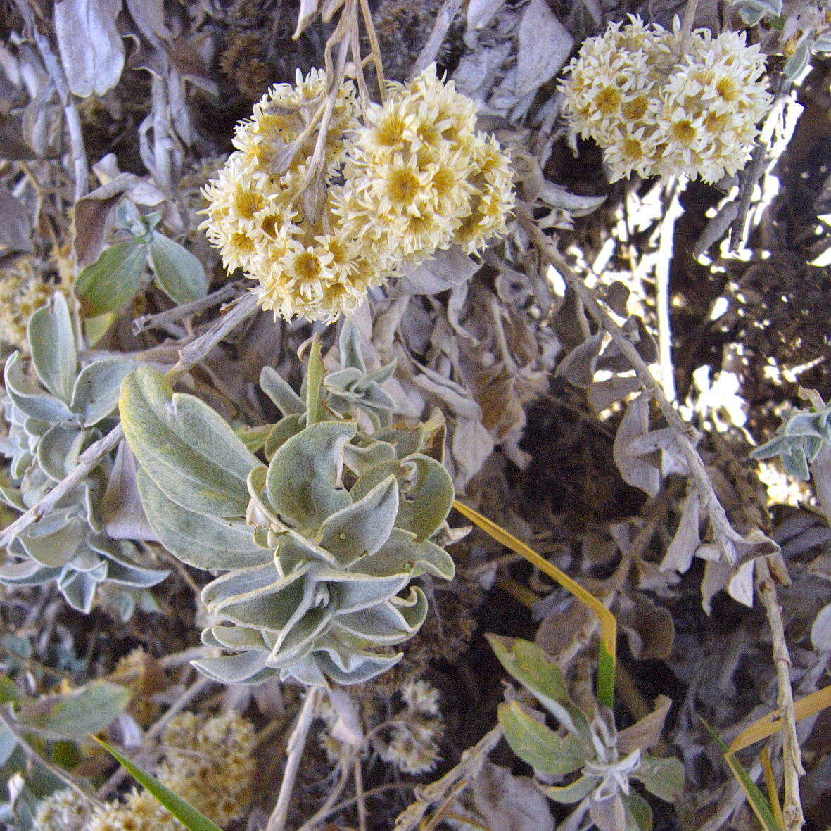 Слика од Helichrysum sutherlandii Harv.