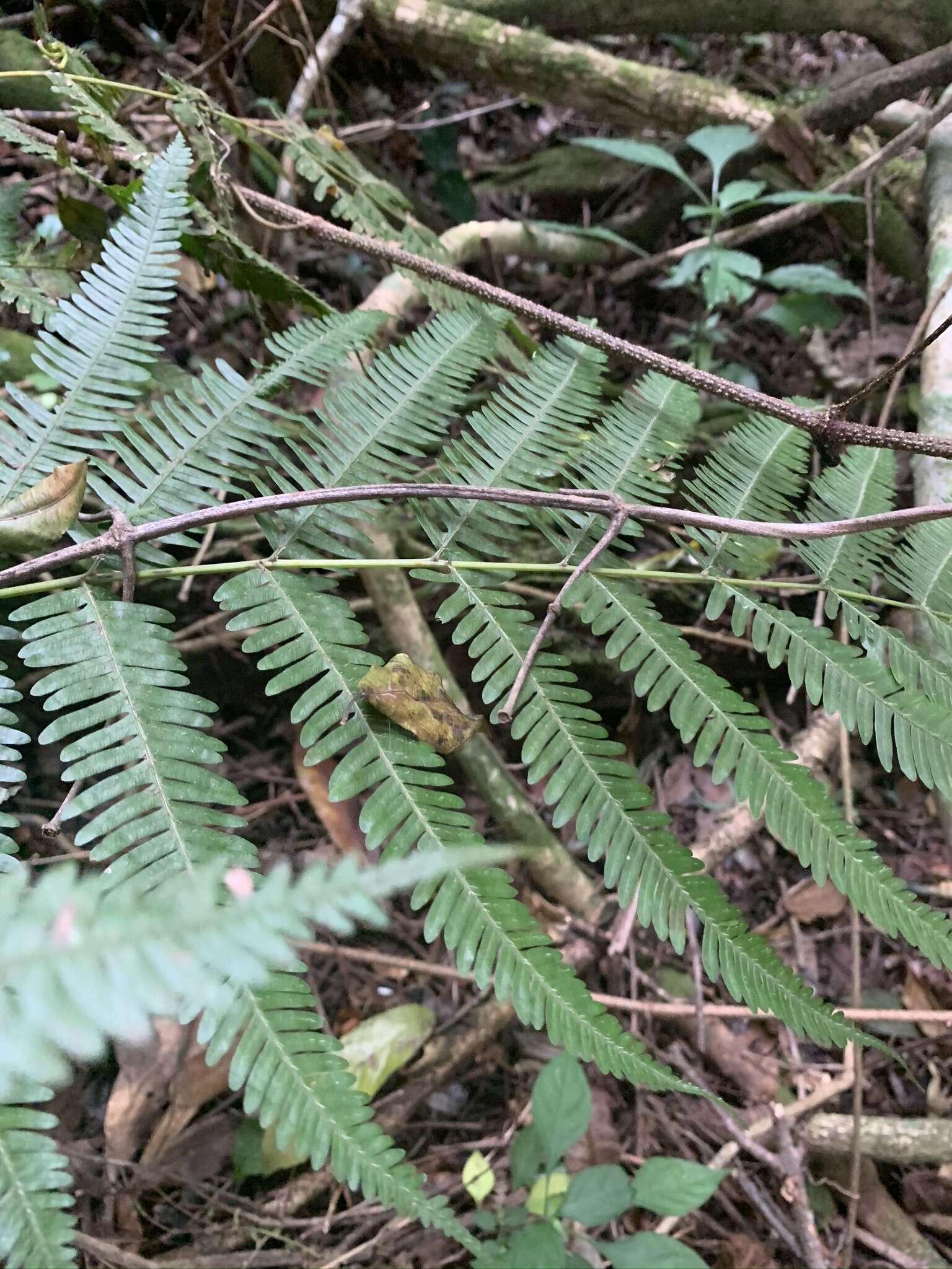 Image of Pteris catoptera Kunze