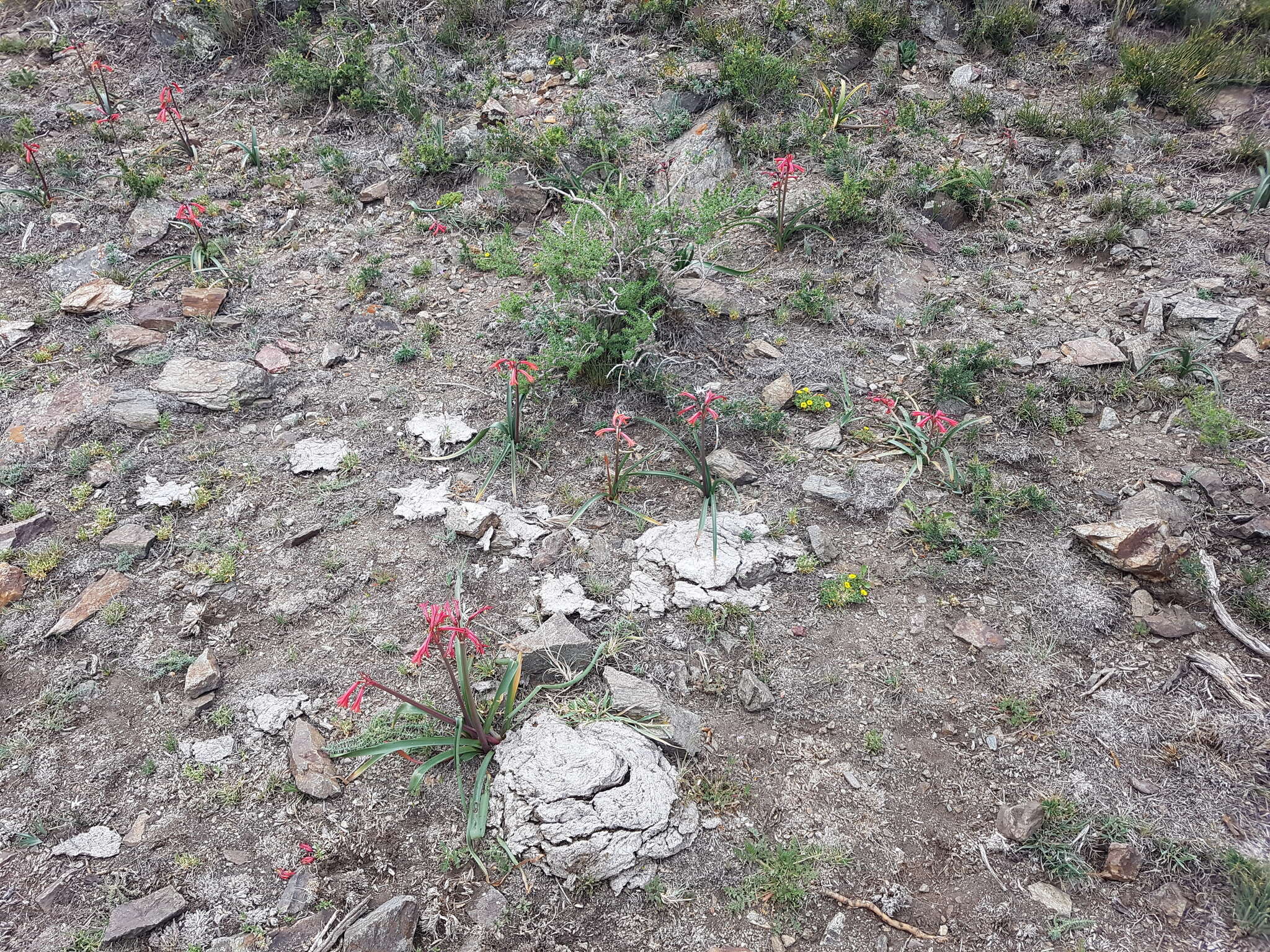 Image of Habranthus gracilifolius Herb.