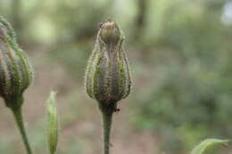 Image of Silene viridiflora L.