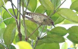 Image of Little Bronze Cuckoo