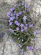 Image of tufted phlox