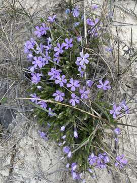 Image of tufted phlox