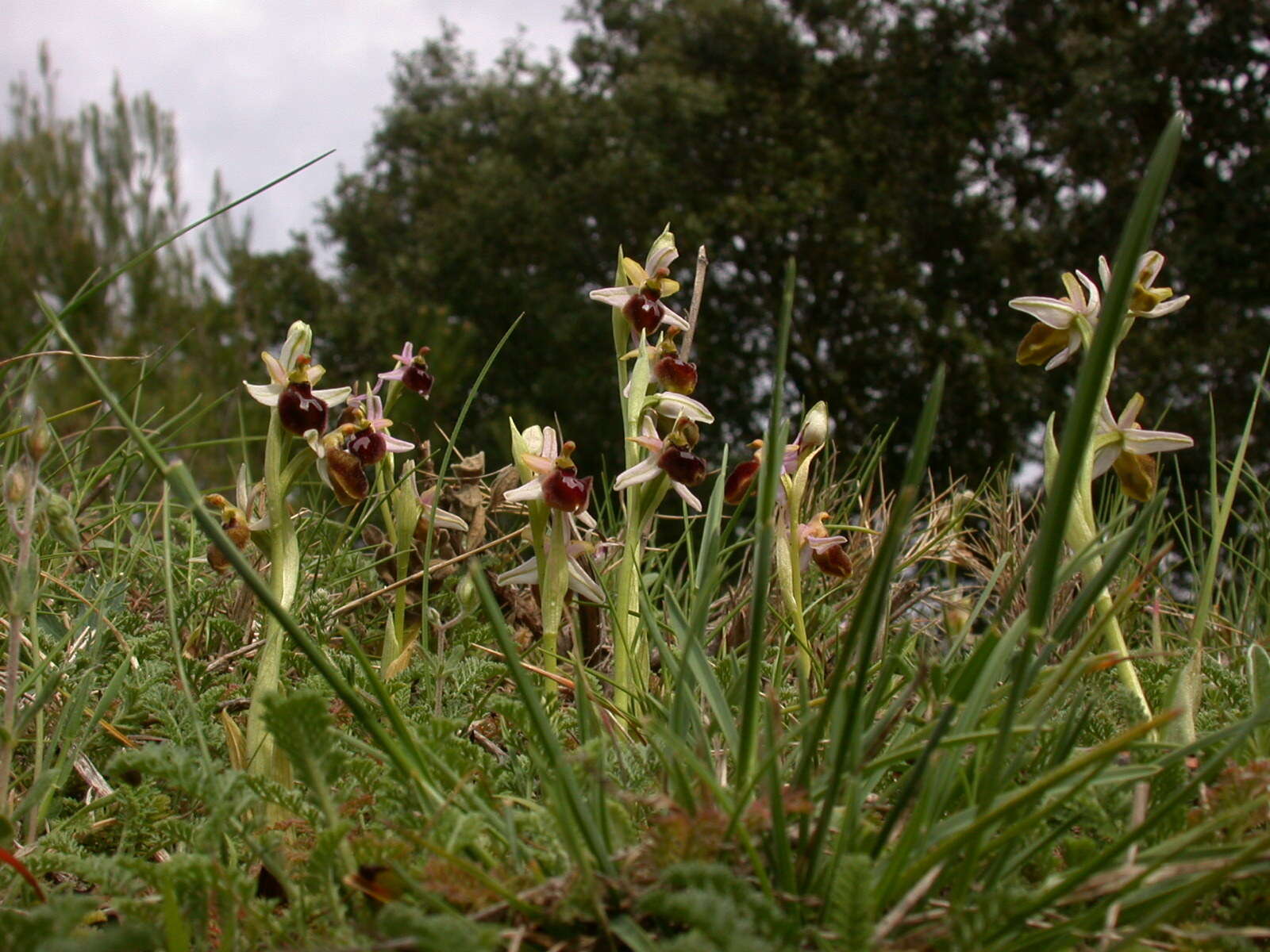 Image of Ophrys arachnitiformis Gren. & Philippe