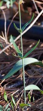 Image of Butte County fritillary