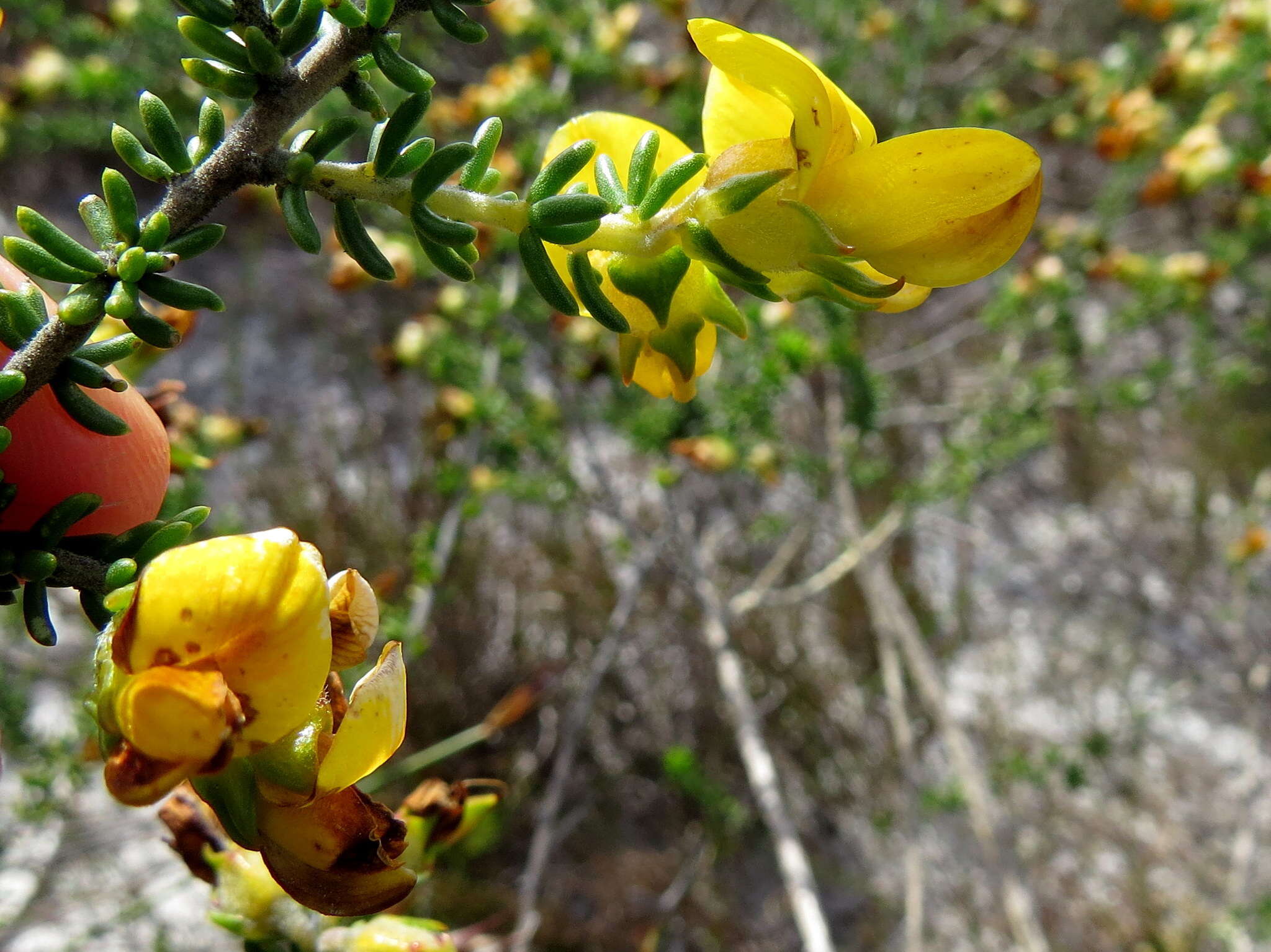 Image of Aspalathus carnosa Bergius