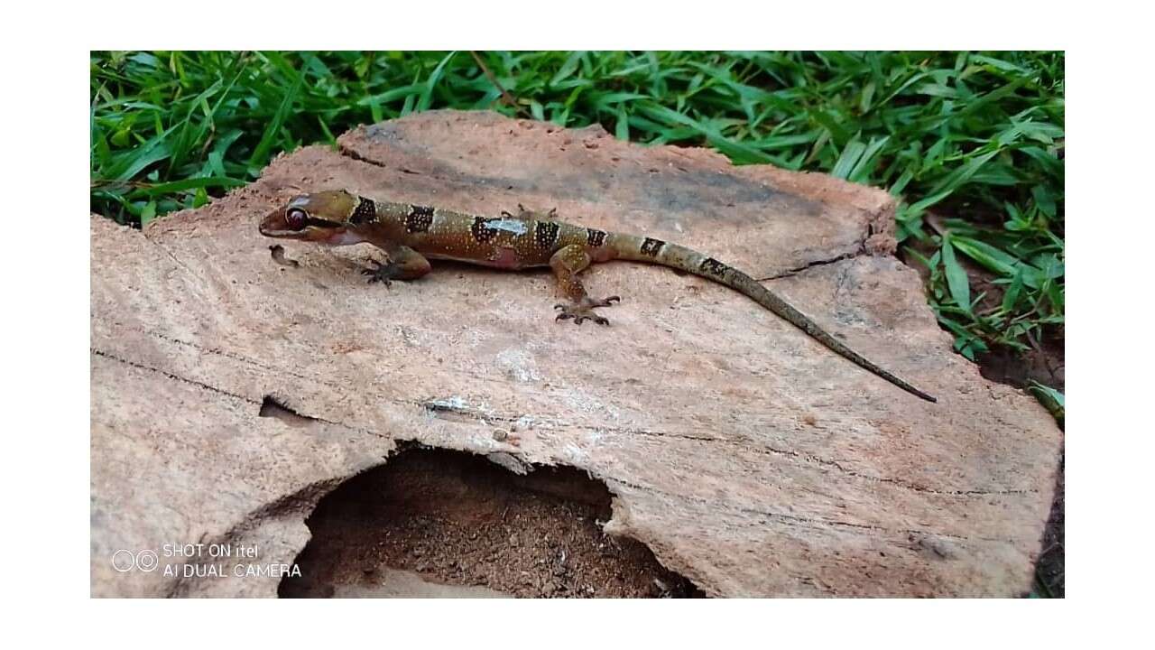 Image of Hemidactylus eniangii Wagner, Leaché & Fujita 2014