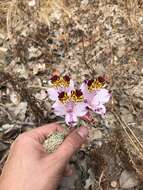 Image of Alstroemeria pulchra Sims