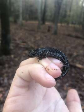 Plancia ëd Ambystoma mabeei Bishop 1928