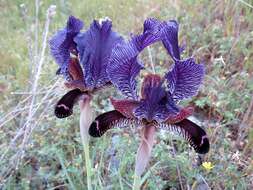 صورة Iris paradoxa Steven