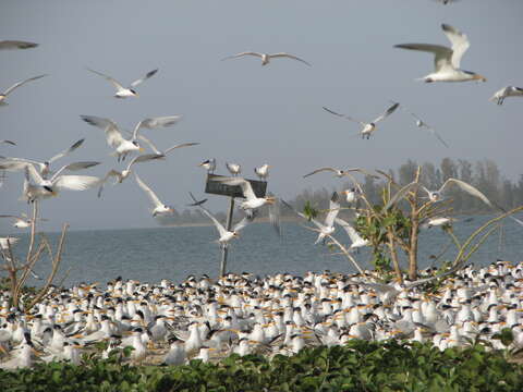 Image of West African Crested Tern