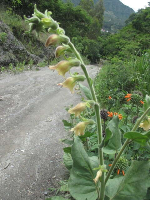 Image of tobacco